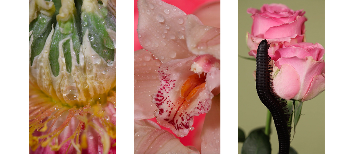 Video installation from grass, peonie, bum by Maisie Cousins