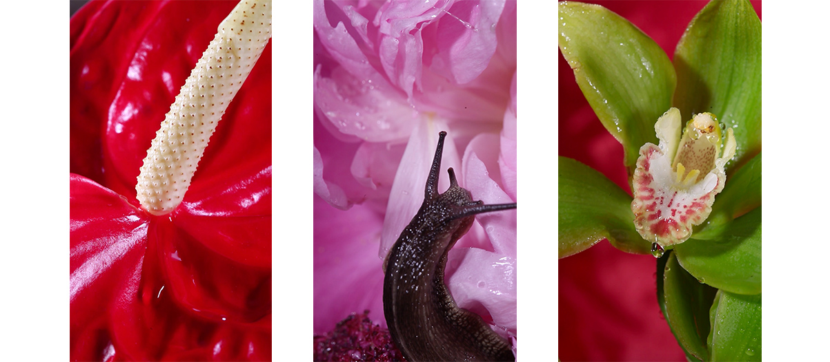 Video installation from grass, peonie, bum by Maisie Cousins