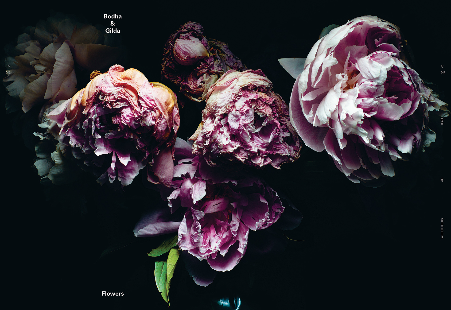 Imagery by Bodha & Gilda, featured in issue five of Parterre de Rois