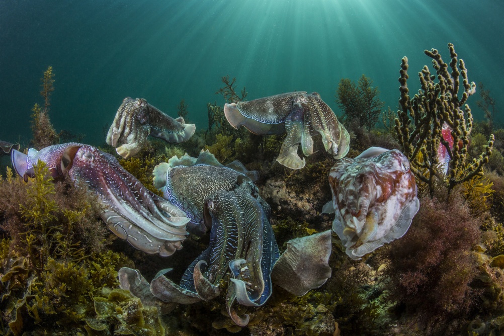 Cuttlefish Aggregation, by Scott Portelli