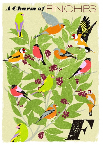 finches-f_collective-nouns-by-minalima