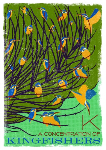 kingfishers-k_collective-nouns-by-minalima