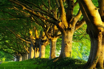 Braemar Arboriculture company image