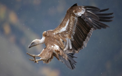 Vulture