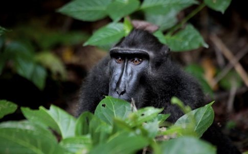 Celebes crested macaque