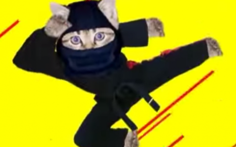 cat=