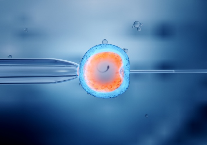 IVF, fertility law, egg, sperm