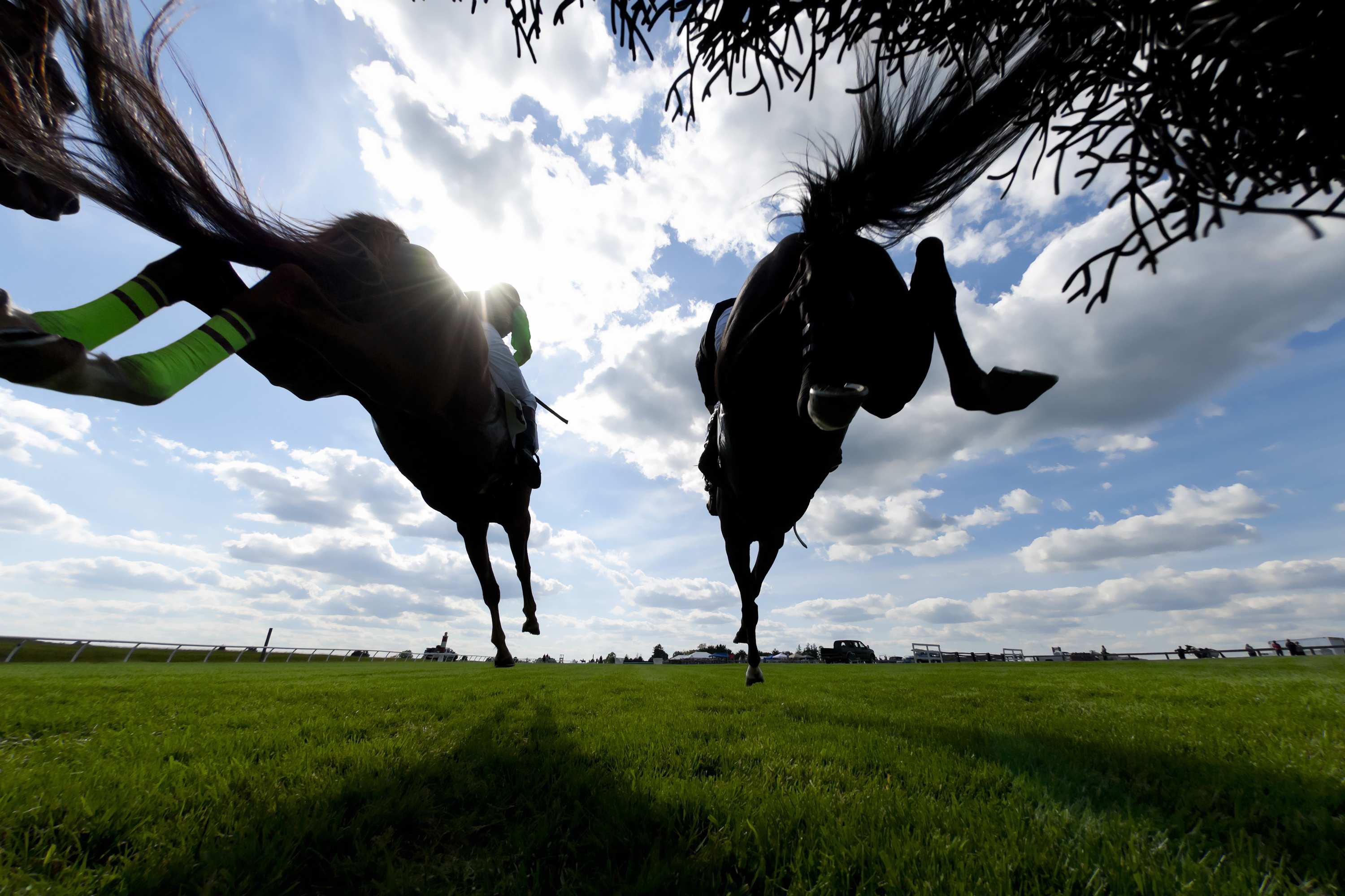 equestrian law, equine law