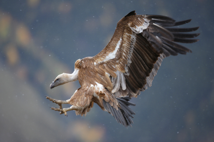 Vulture