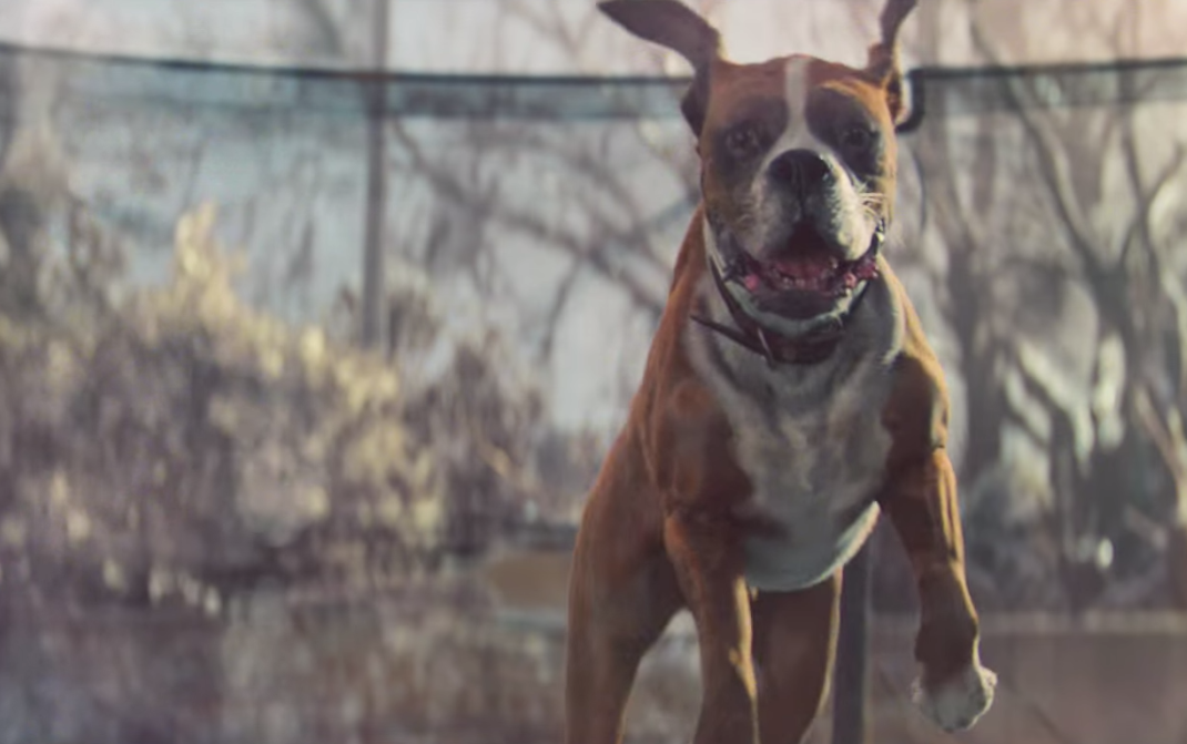 Buster the Boxer