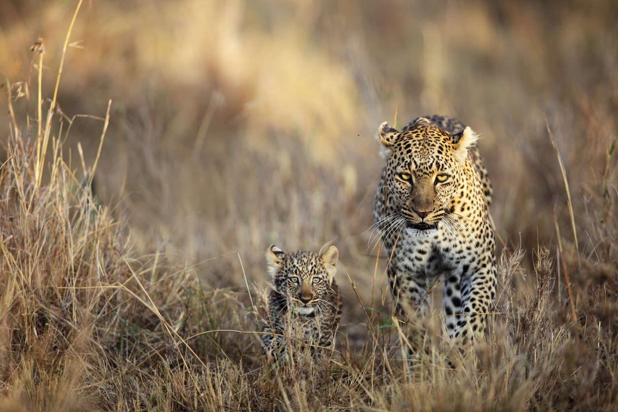 A Leopard