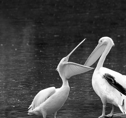 Pelican-feeding