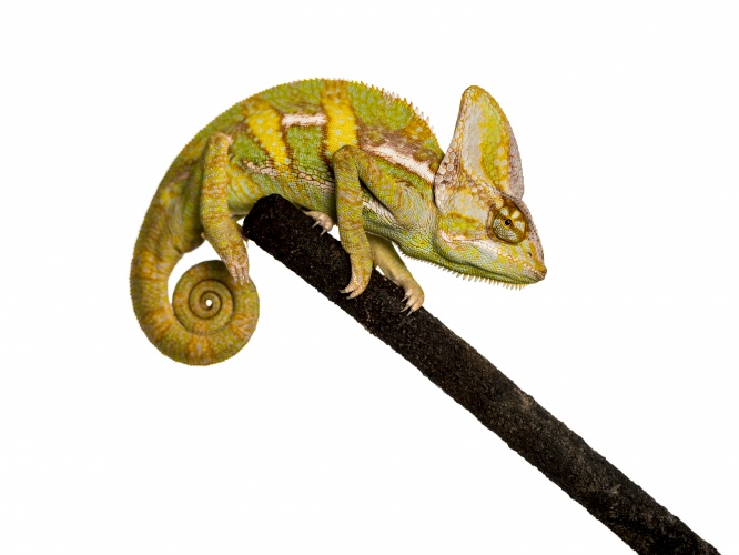 veiled chameleon on a branch isolated on white