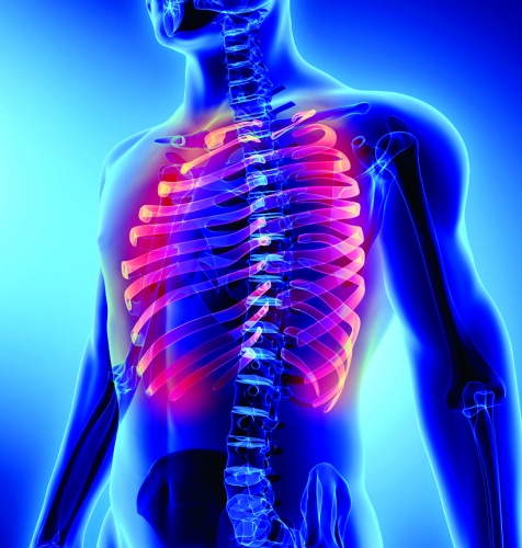 3D illustration of Ribs - Part of Human Skeleton.