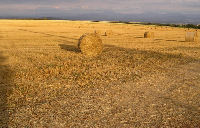 Corn, farming, rural