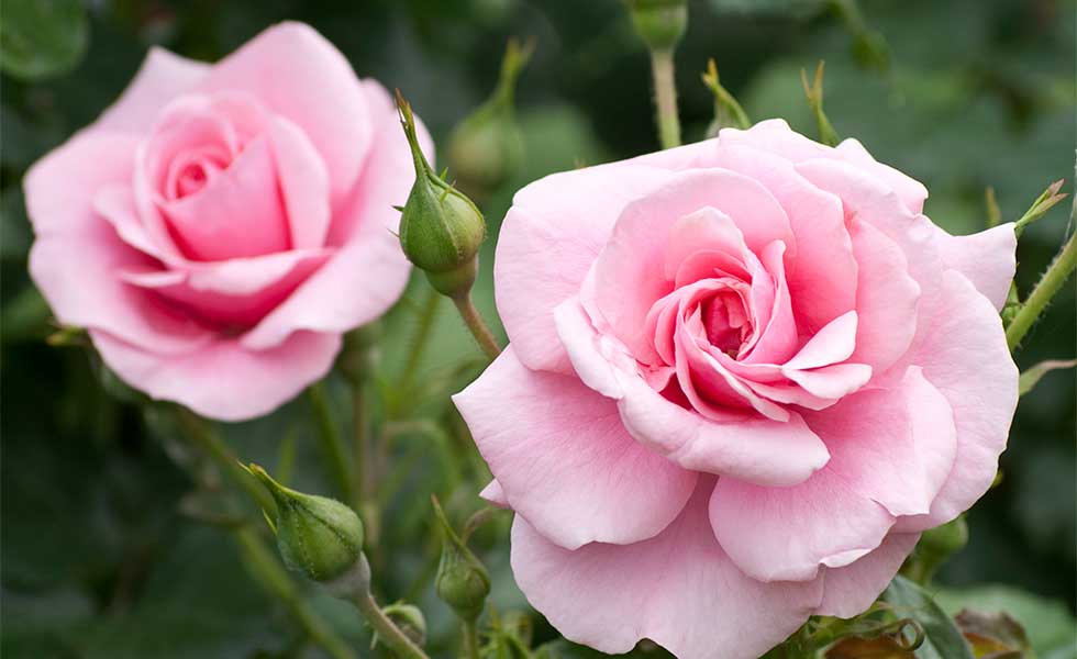 Look-after-roses-carefully