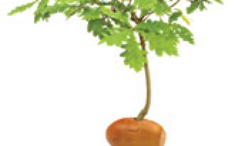 sapling