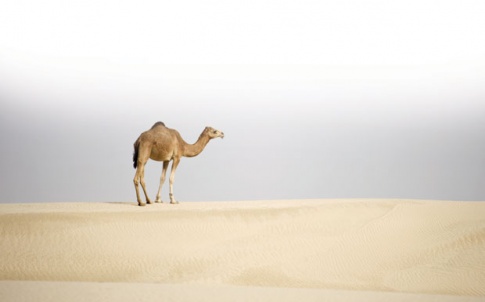 saudi2