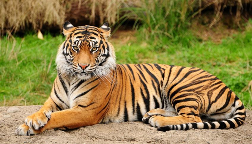 Tigre-del-Bengala Tigre-del-Bengala