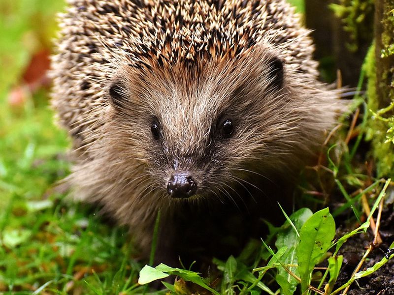 Igel Mord Peta Setzt Belohnung Aus Donau 3 Fm