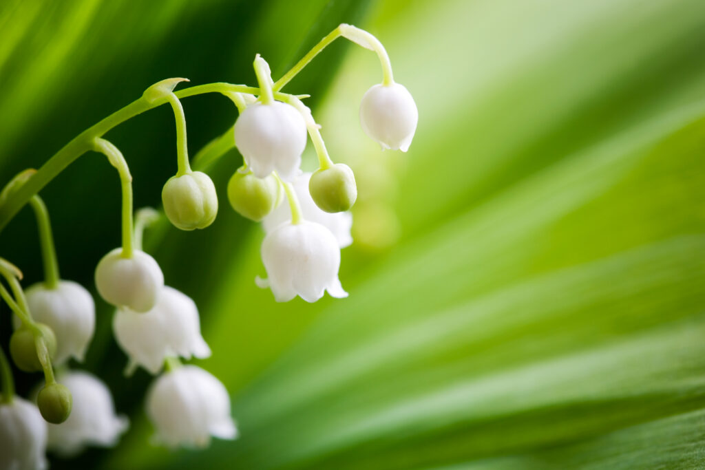 5 most poisonous plants in the world, part I Eco Health Lab