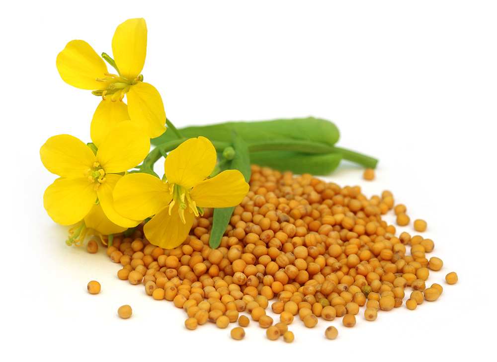 Organic mustard flower with seeds