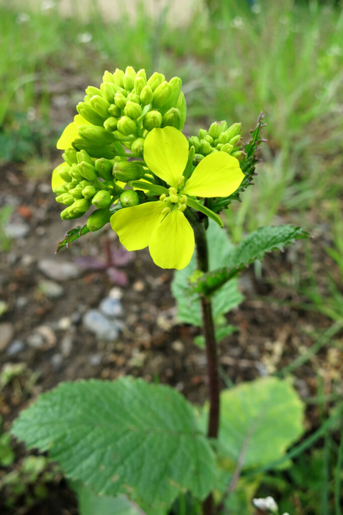 organic mustard seed plant