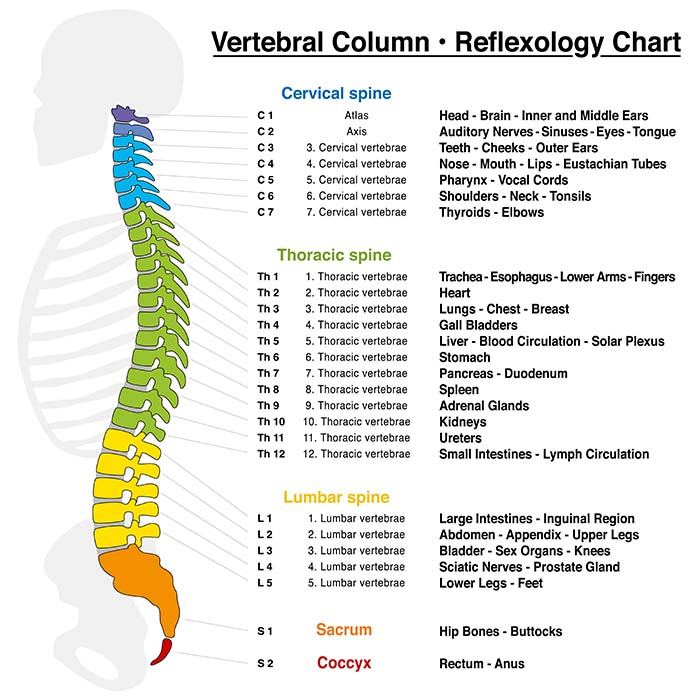 vertebral column and disease