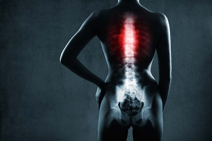 human spine