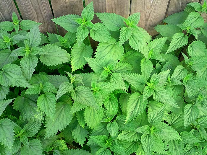healing nettle
