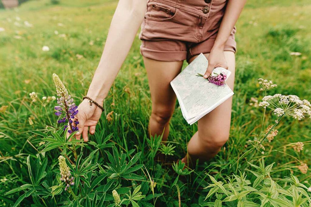 healing power of herbs