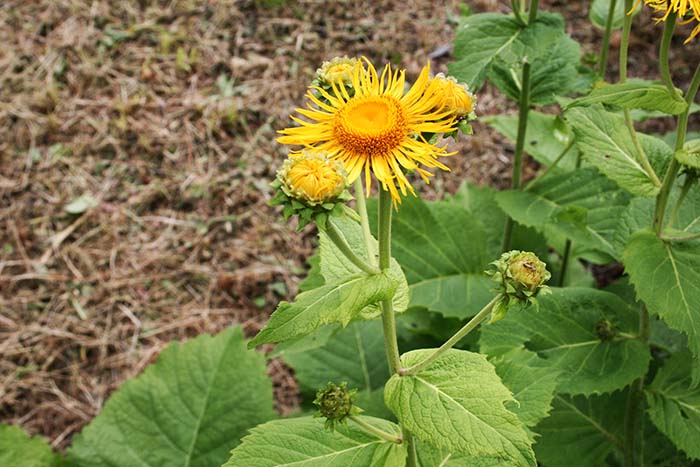 telekia speciosa