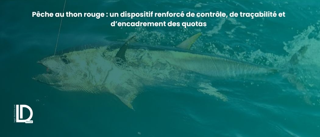 Illustration de l’article Pêche au thon rouge : un dispositif renforcé de contrôle, de traçabilité et d’encadrement des quotas