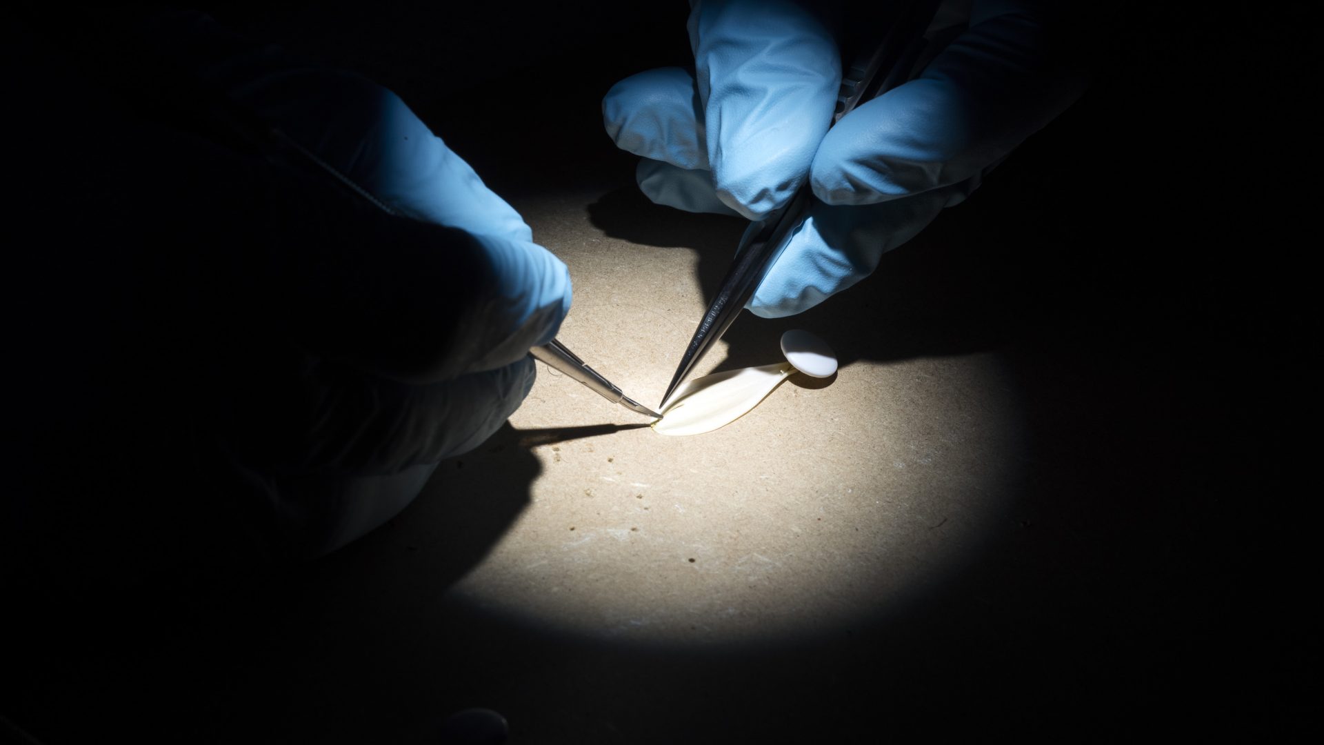 chirurgie bloemblaadje
