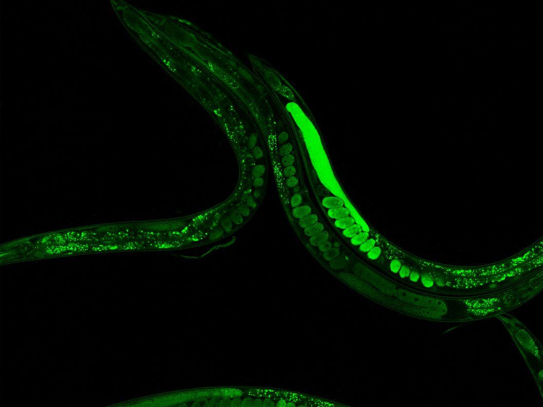 Microscopische opname van een worm
