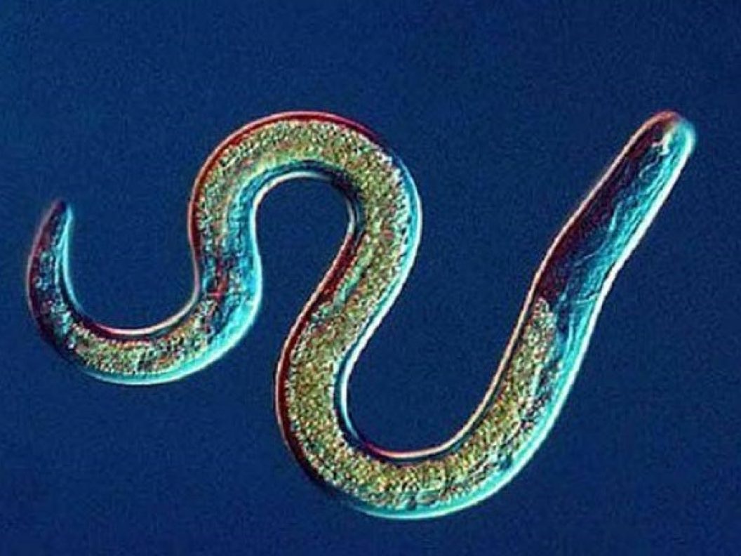 nematode-worm-1