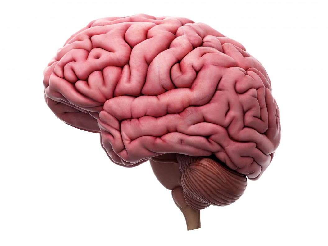 shutterstock_Hersenen