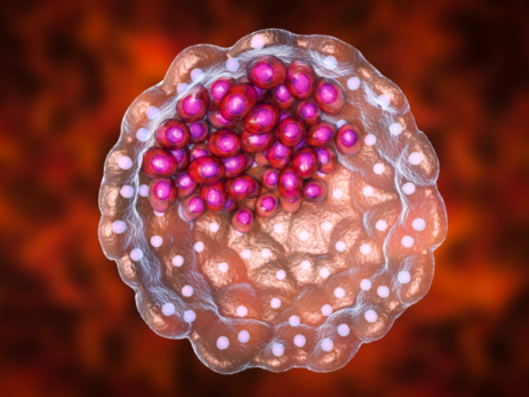 blastocyst-shutterstock_1151948171