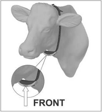 A cow's head with a halter
AI-generated content may be incorrect.