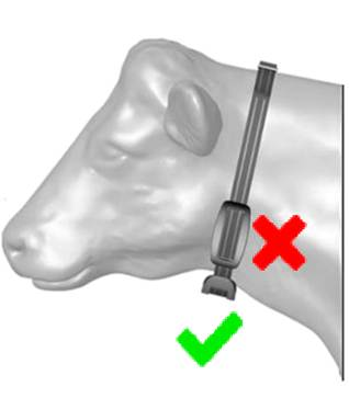 A cow's head with a belt 
AI-generated content may be incorrect.