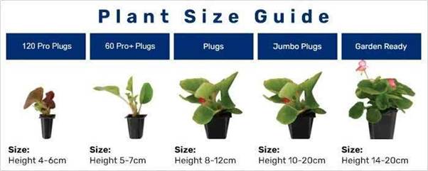 A plant size guide with different types of plants

AI-generated content may be incorrect.