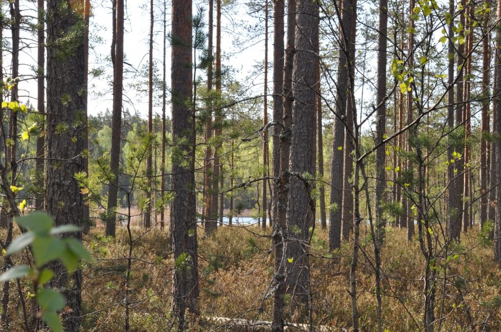 Metsää lakistossa
