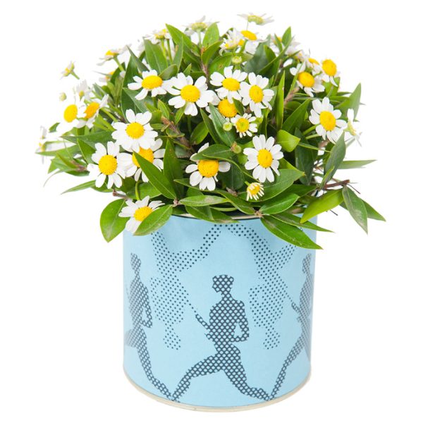 Fleria0021-can-me-xamomili Fleria0021-can-me-xamomili-