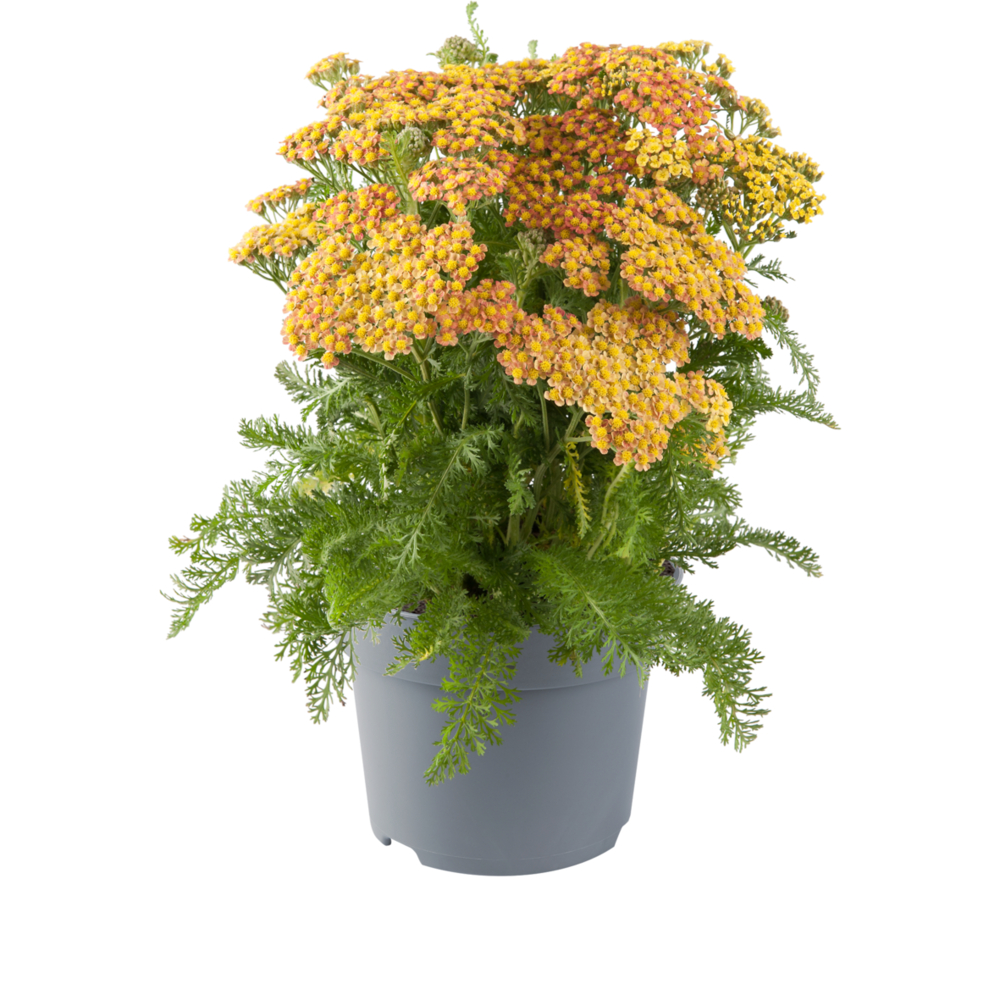 Milly Rock Yellow Terracotta