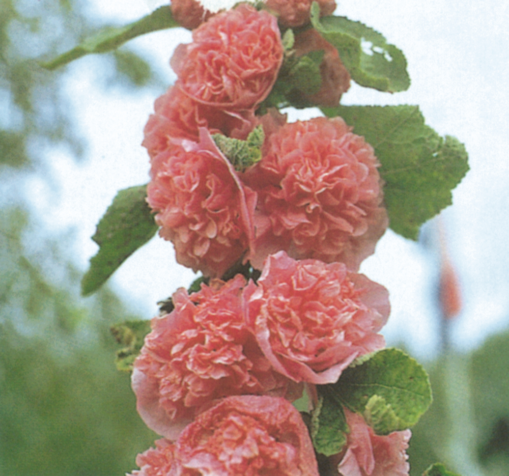 double salmon pink