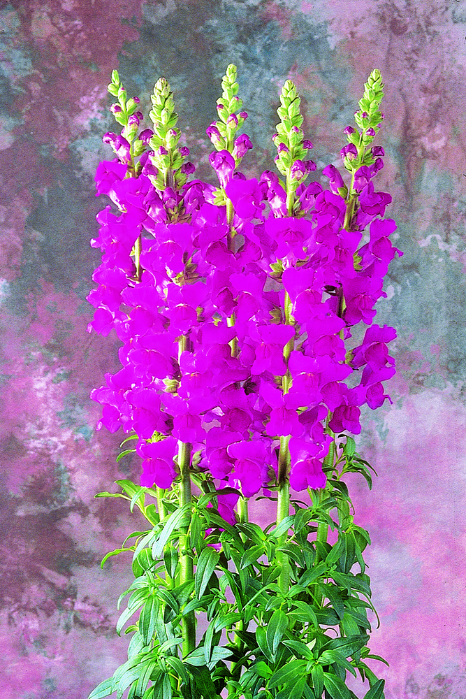 Monaco Violet