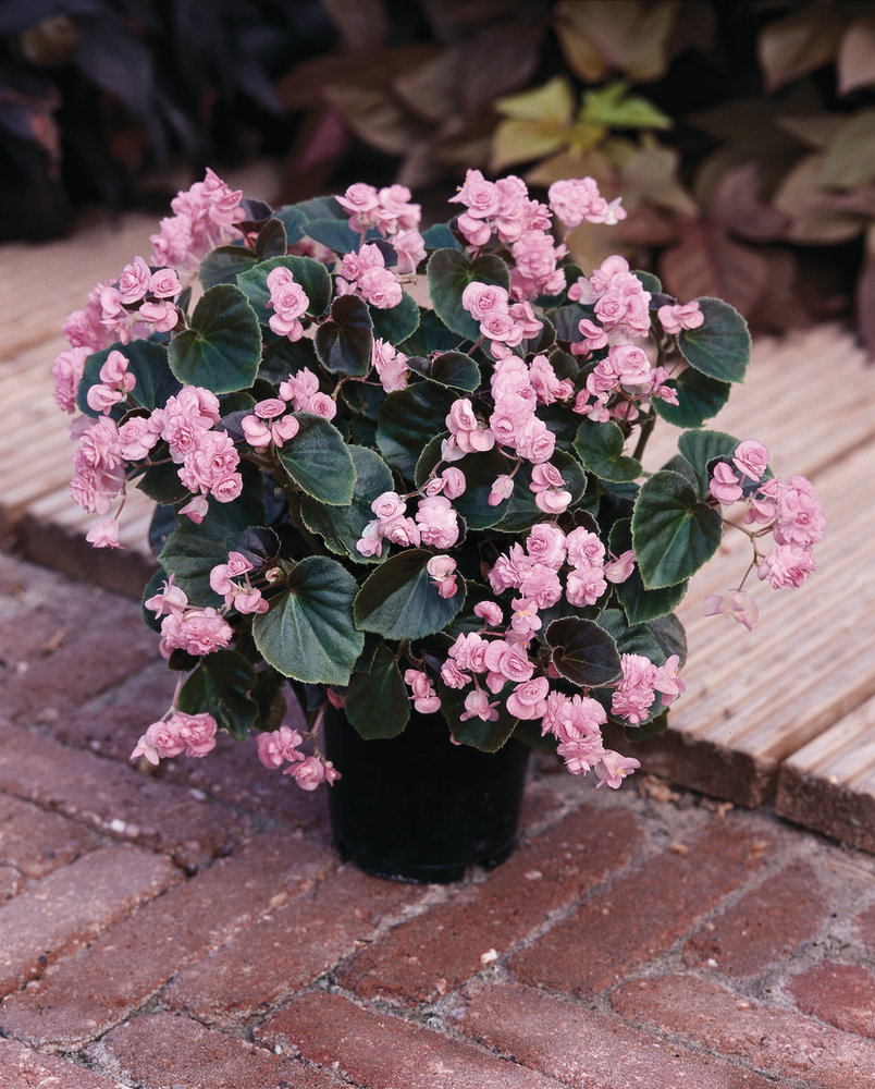 Doublet® Pink