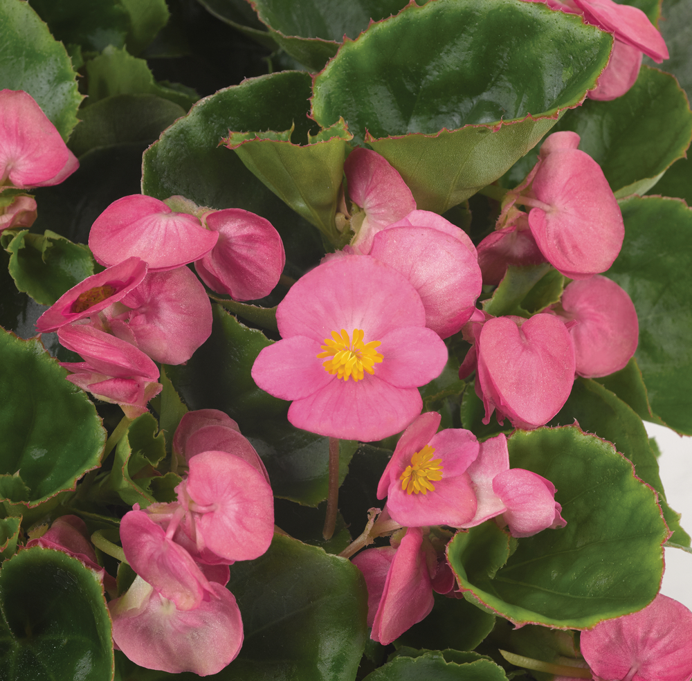 Juwel F1 Light Pink