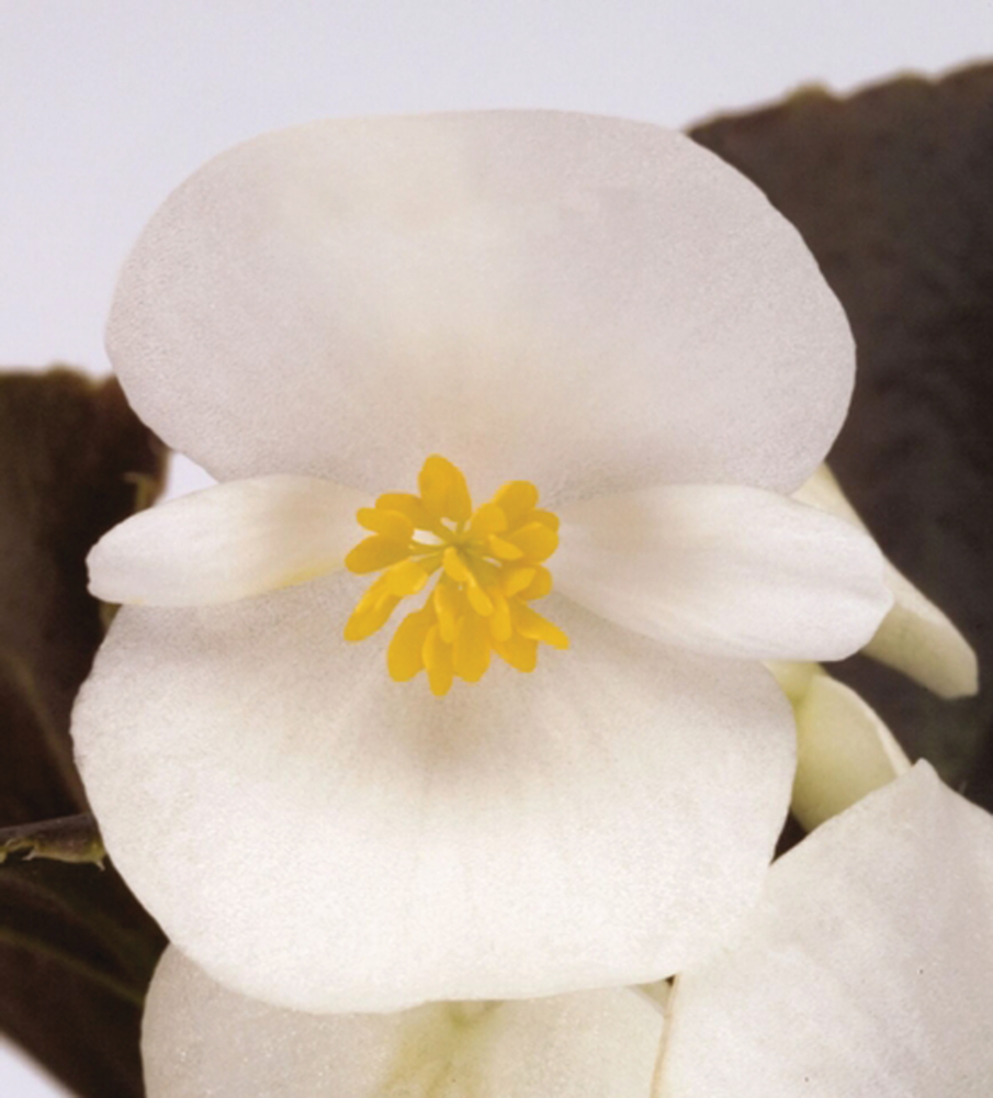 Begonia semperflorens White