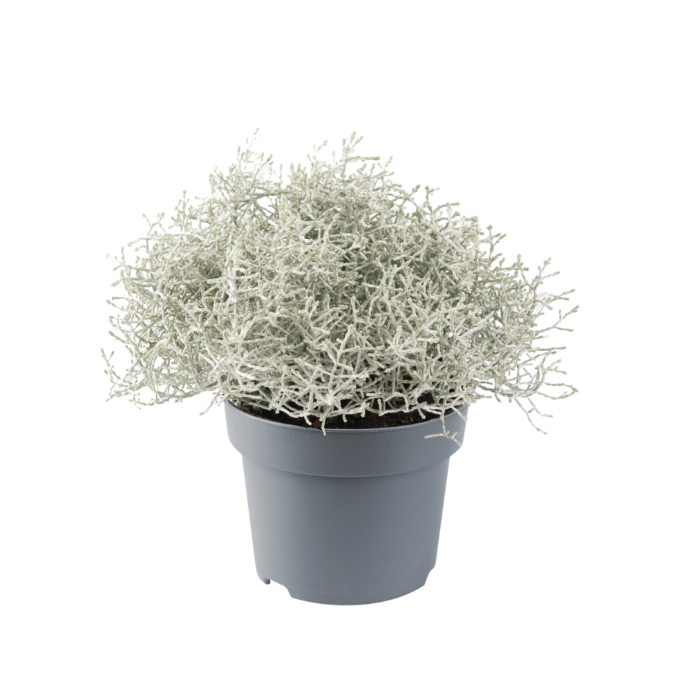 Electra Compact Silver